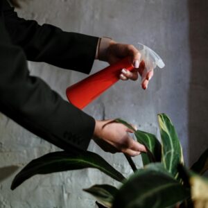 plant spray bottle