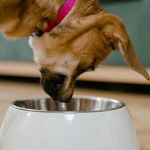 steel pet food bowl