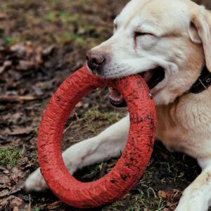 durable rubber ring dog chew toy