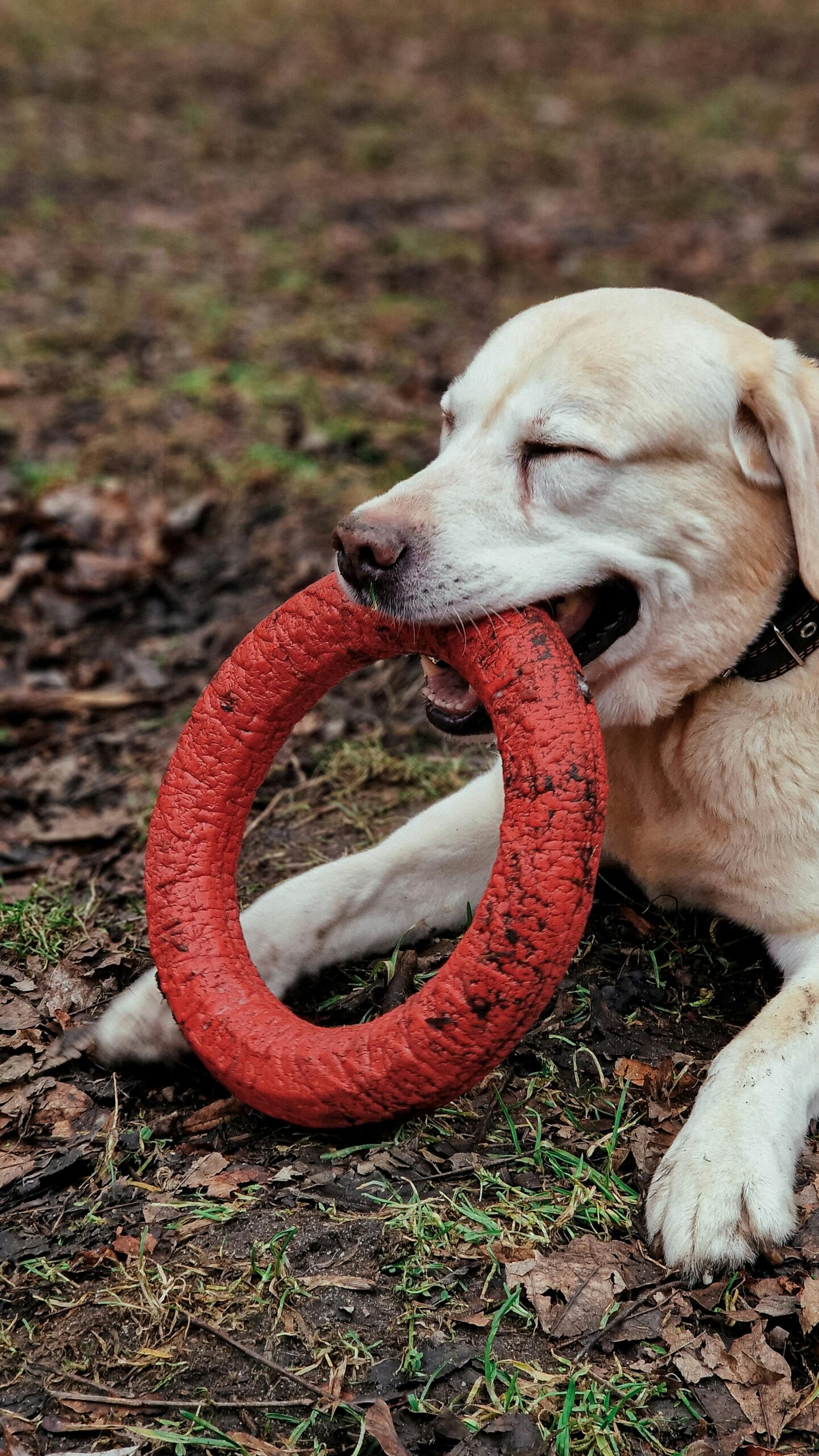 durable rubber ring dog chew toy durable rubber ring dog chew toy